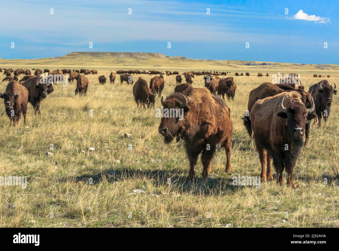 buffalo (bison) herd on prairie ranch land near choteau, montana Stock