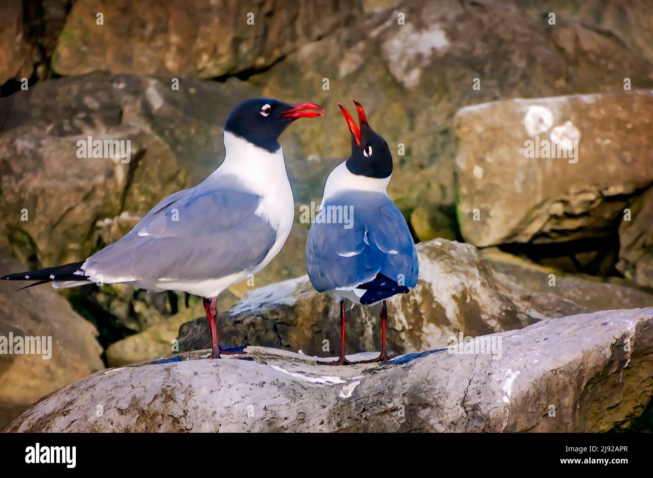 Laughing gulls (Leucophaeus atricilla)  in breeding plumage interact on a rock jetty, April 28, 2022, in Dauphin Island, Alabama. Stock Photo