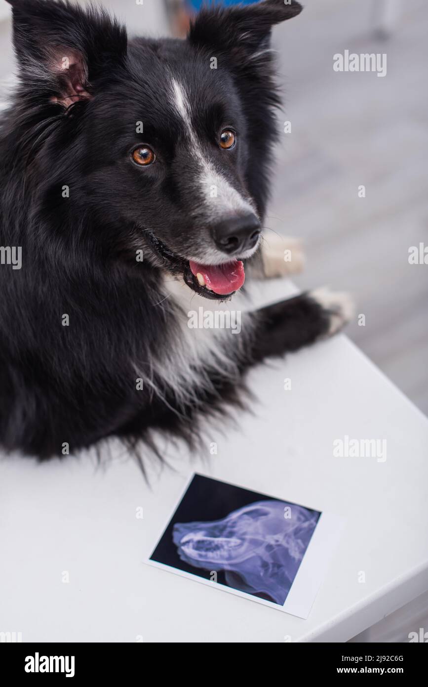 Ultrasound diagnostic in veterinary clinic hi-res stock photography and ...