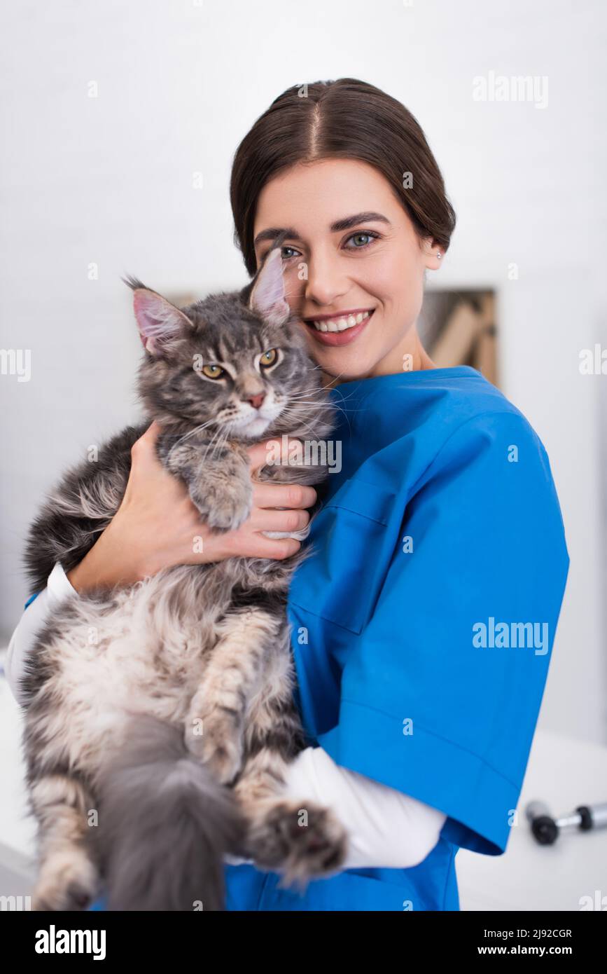 Positive doctor holding maine coon in vet clinic Stock Photo Alamy