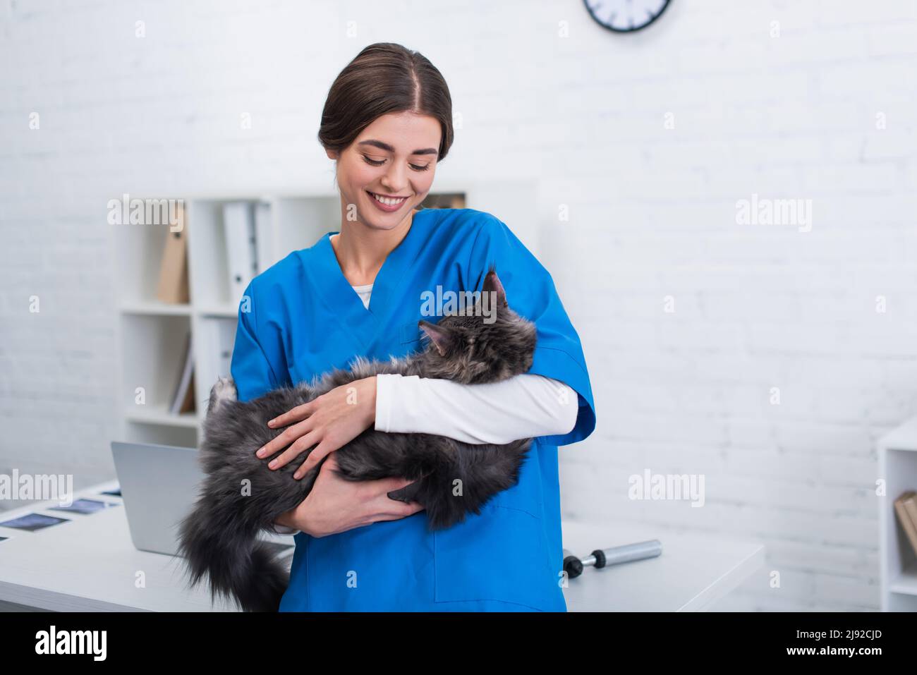 Smiling veterinarian in uniform holding maine coon cat in clinic Stock