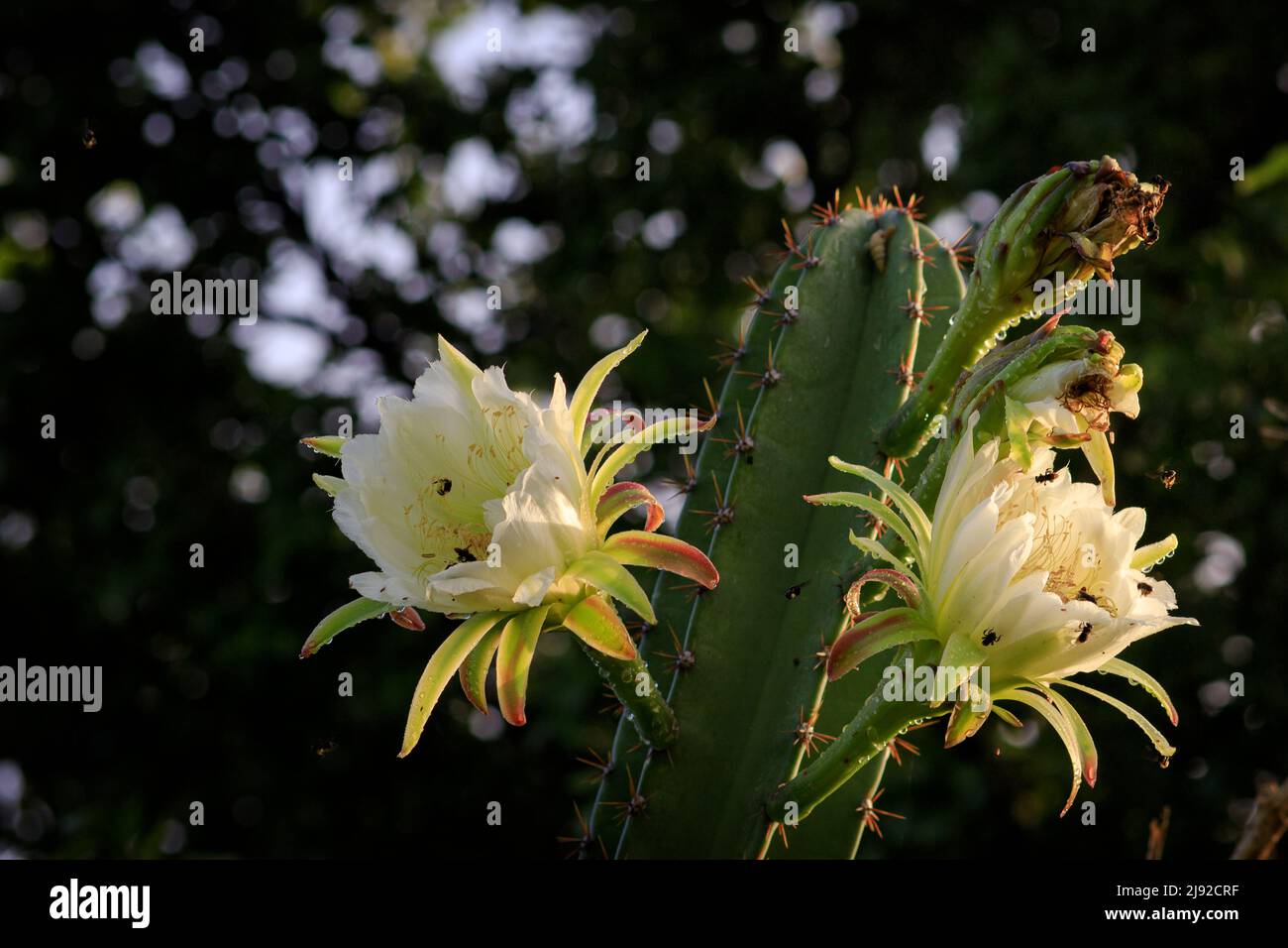 mandacaru cactus with open flowers on dark background Stock Photo - Alamy