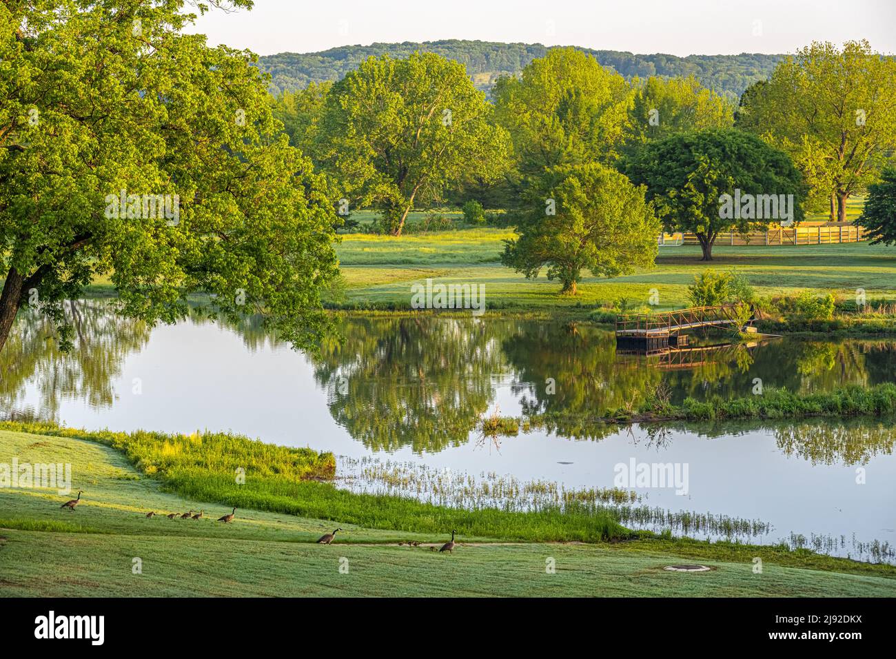 Scenic view of a spring morning at sunrise with parading geese and goslings along a pond in Fort Gibson, Oklahoma. (USA) Stock Photo