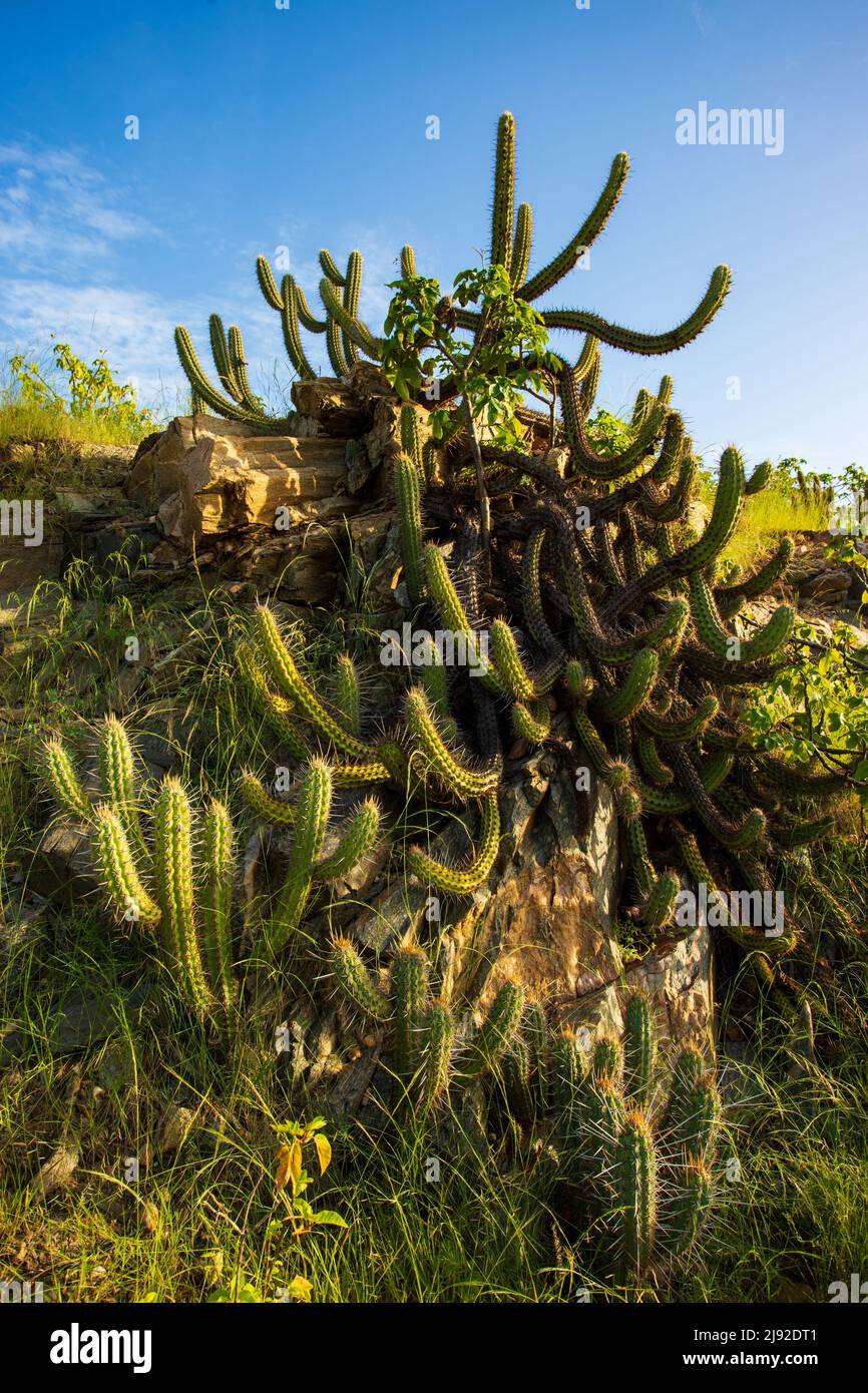 xique-xique cactus on stony ground Stock Photo