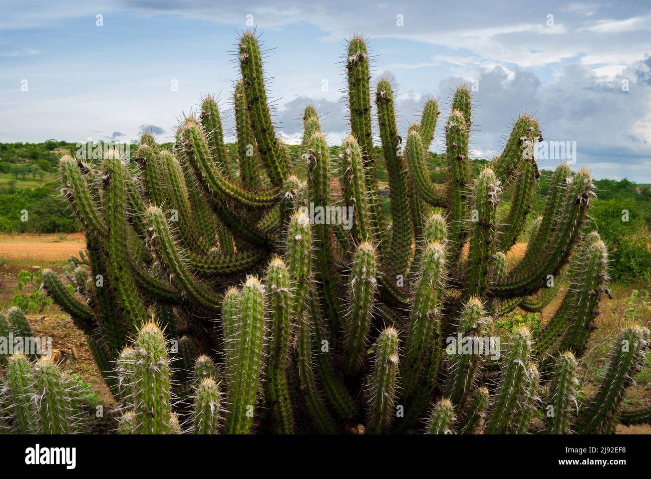 xique-xique or sprawling cactus in the caatinga, typical vegetation of northeastern brazil Stock Photo