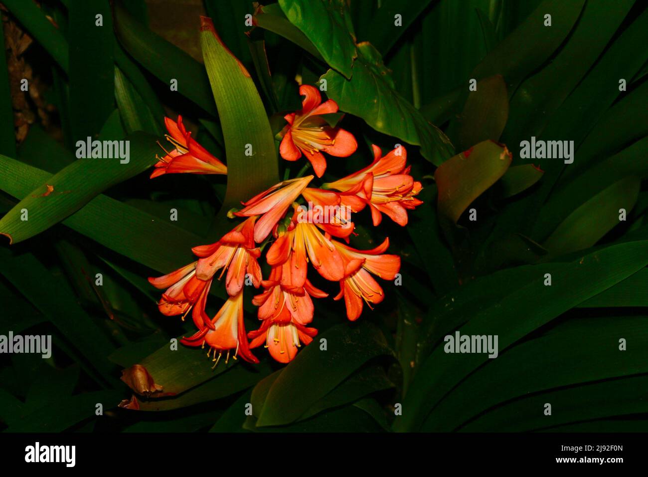 Orange flower bunch on plant Stock Photo