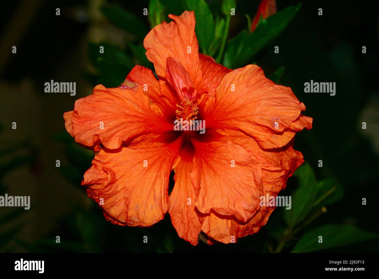 Big bright orange flower Stock Photo