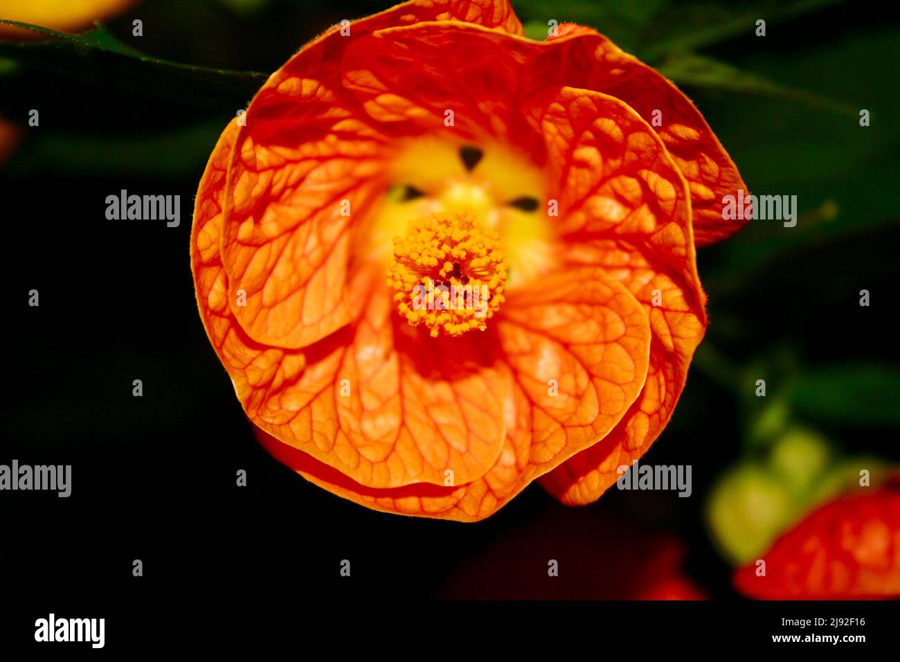 Orange and yellow flower that looks like a lion Stock Photo