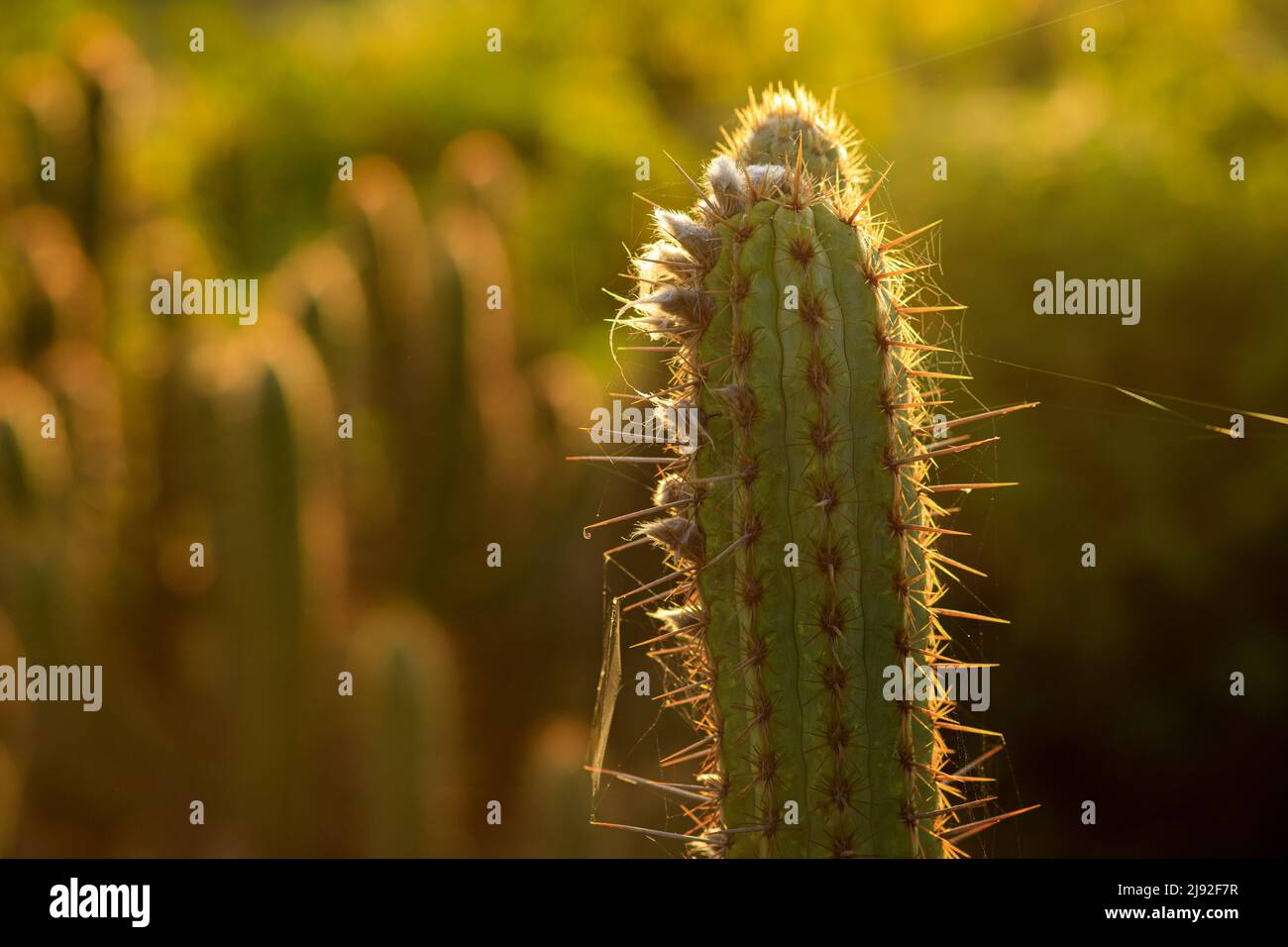 backlit xique-xique cactus detail in caatinga Stock Photo