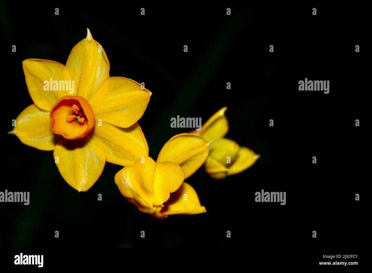 Jonquil yellow flower Stock Photo