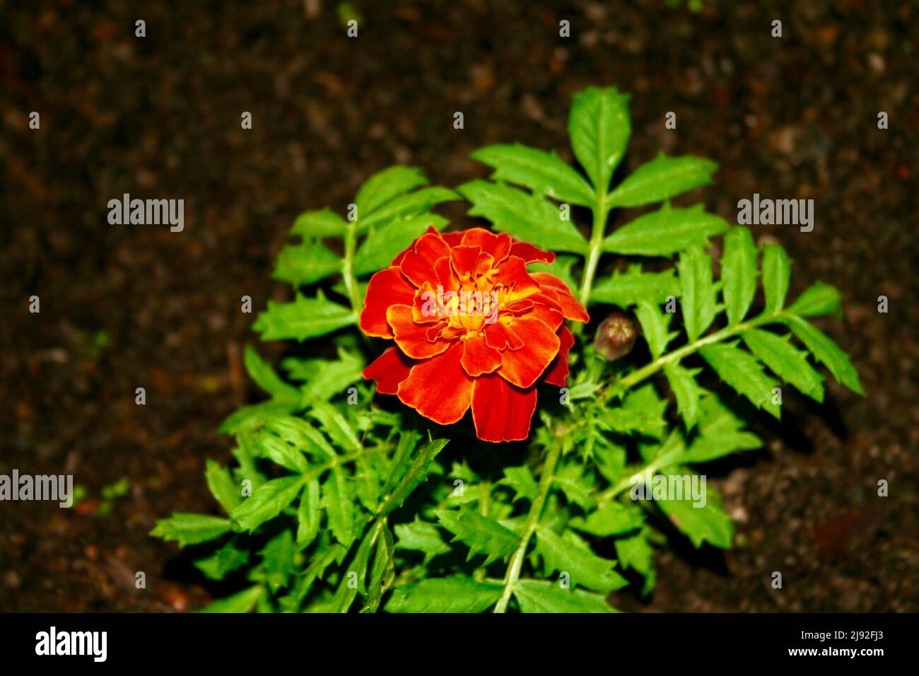 Blooming Marigold Stock Photo