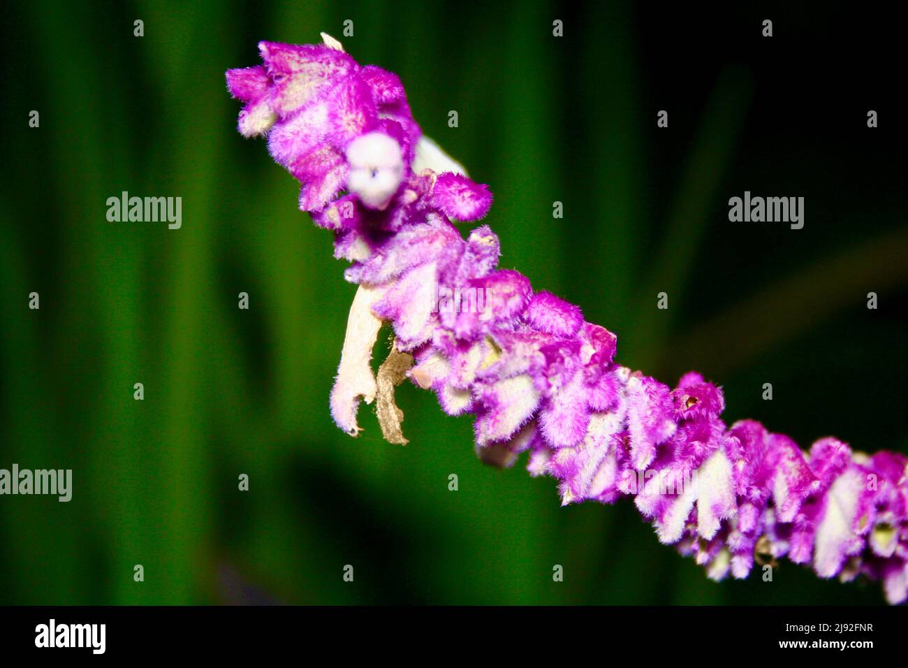 Purple mexican bush sage Stock Photo
