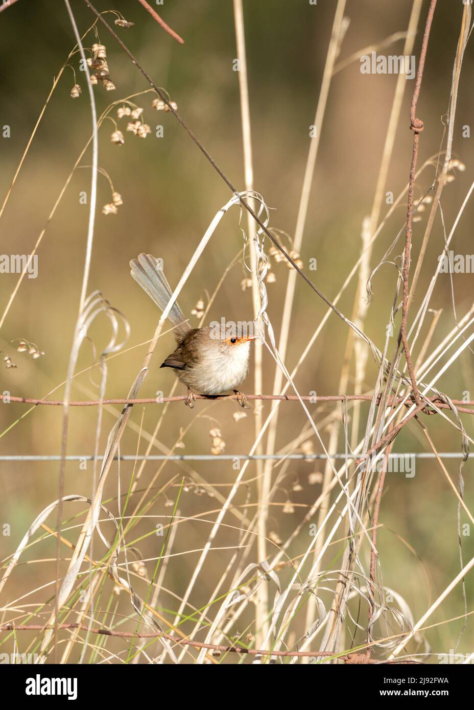 Delicate, light brown and white female wren perched on a rural wire fence surrounded by dry grasses Stock Photo