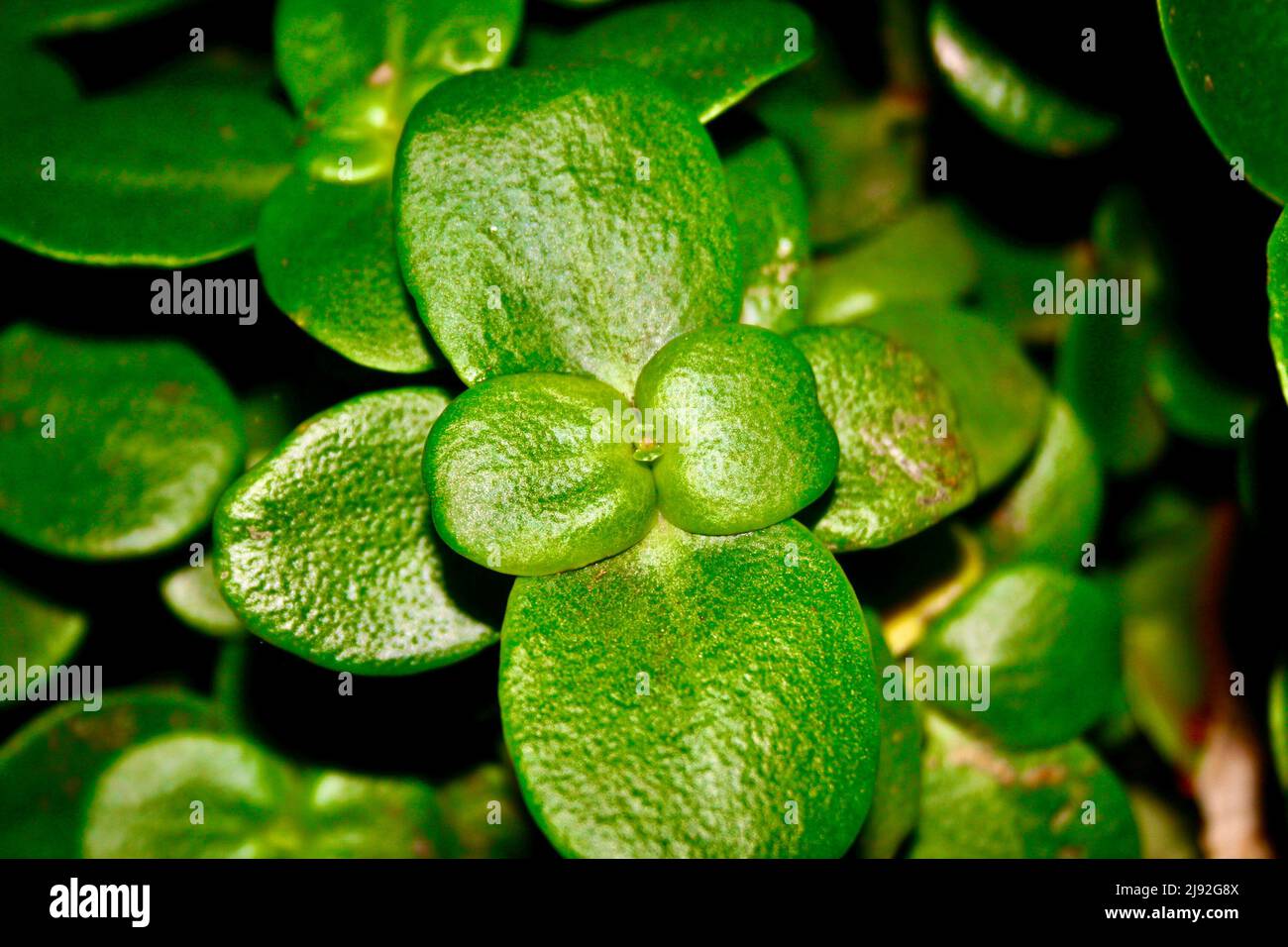 Green cape province pygmyweed Stock Photo