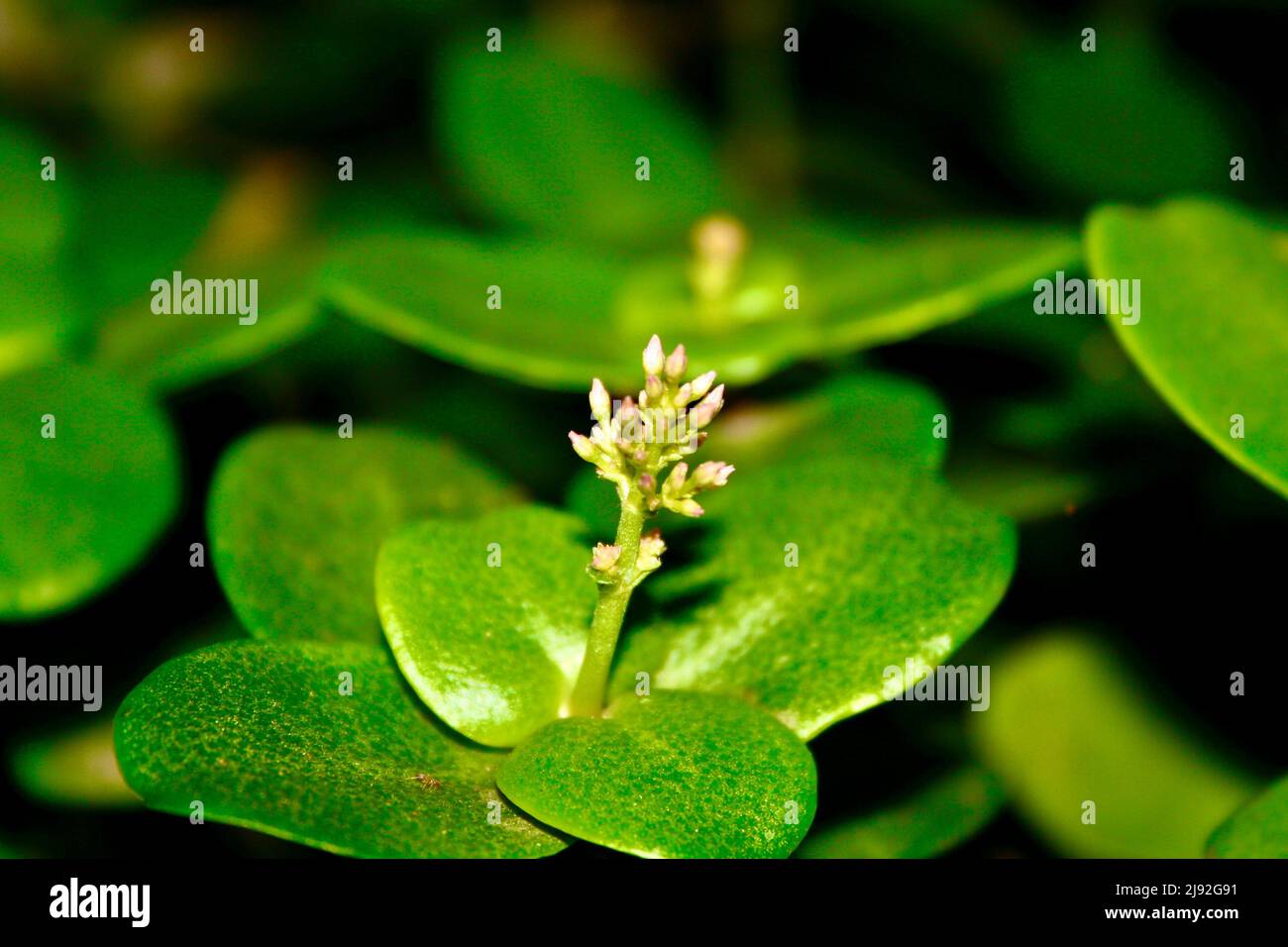 Green cape province pygmyweed Stock Photo