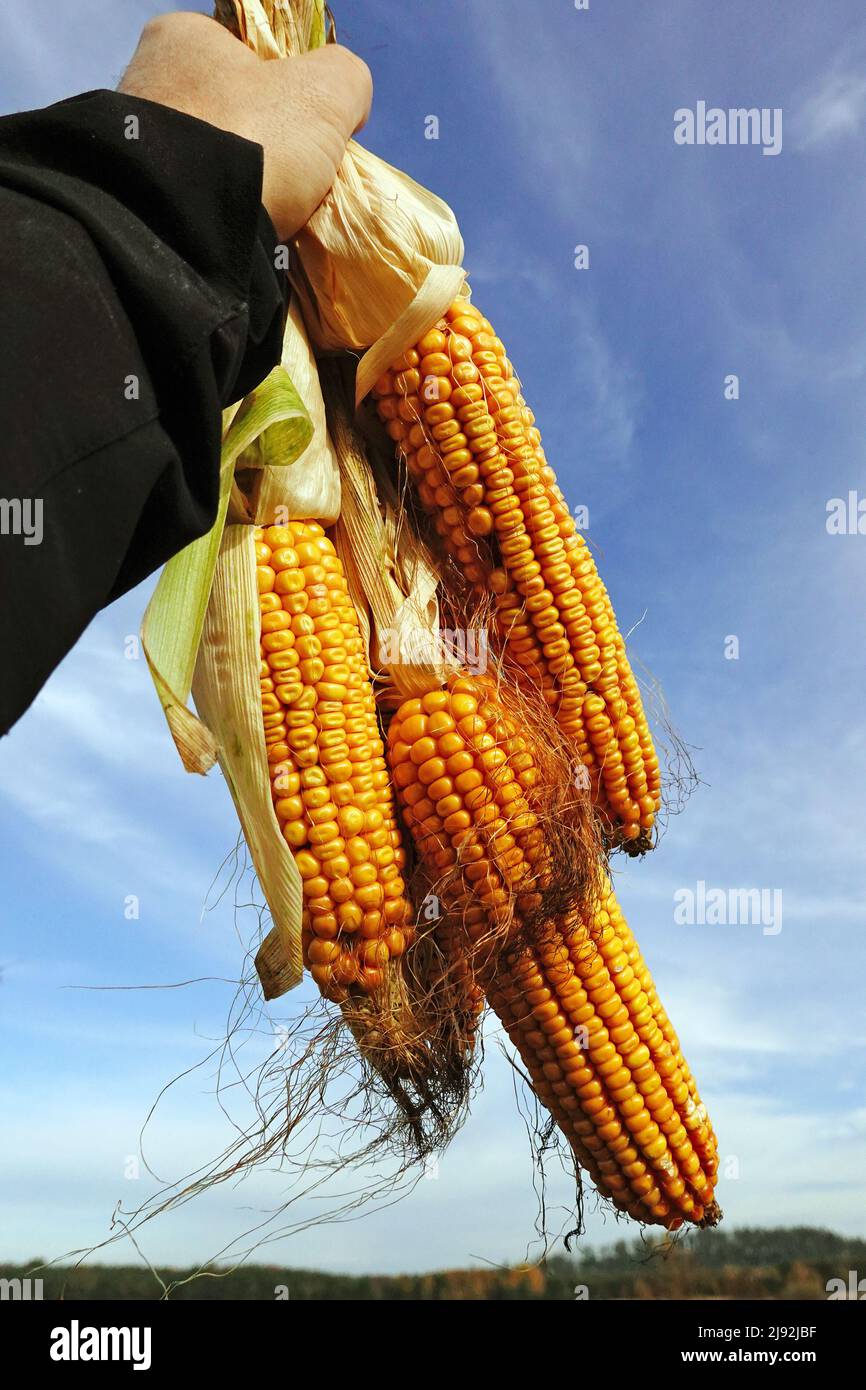 30.10.2021, Schependorf, Mecklenburg-Western Pomerania, Germany - Freshly harvested corn cobs in a hand. 00S211030D066CAROEX.JPG [MODEL RELEASE: NO, P Stock Photo
