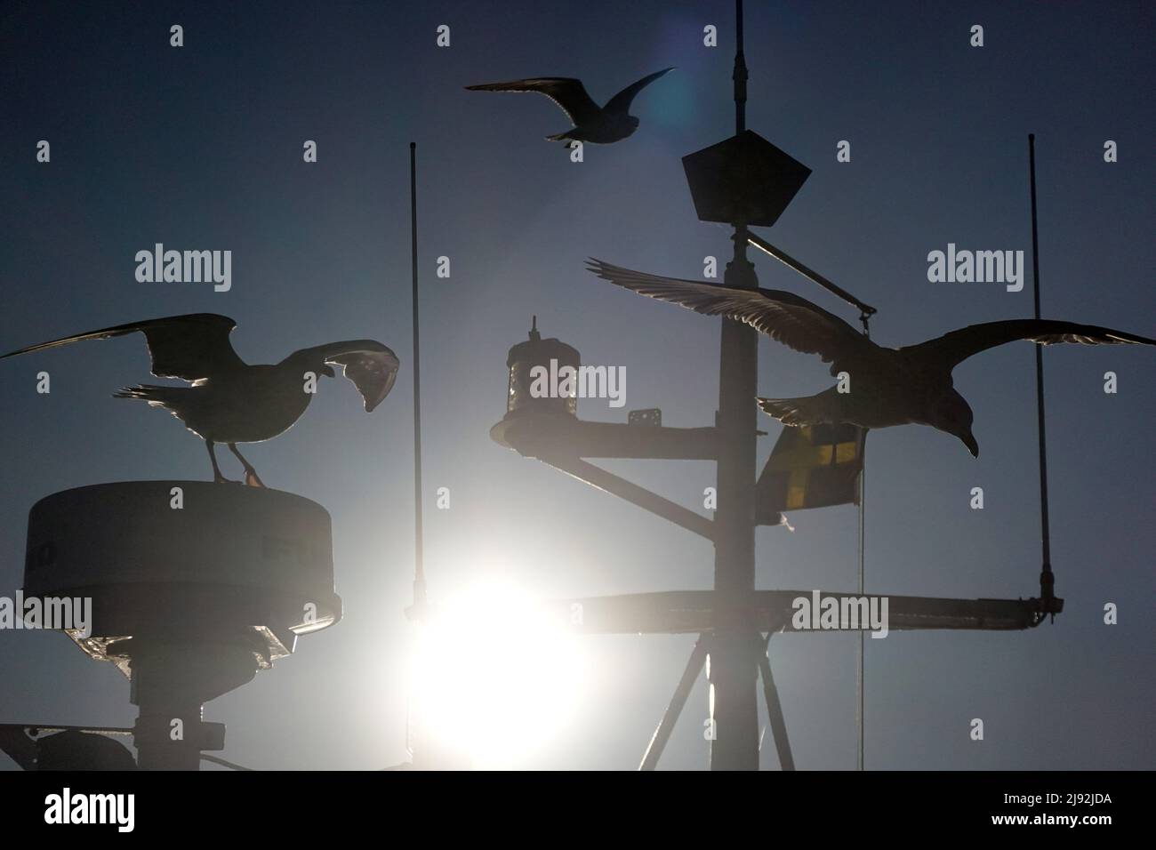06.01.2022, Helsingborg, Skane laen, Sweden - Silhouette: Moewen above a fishing boat. 00S220106D183CAROEX.JPG [MODEL RELEASE: NO, PROPERTY RELEASE: N Stock Photo
