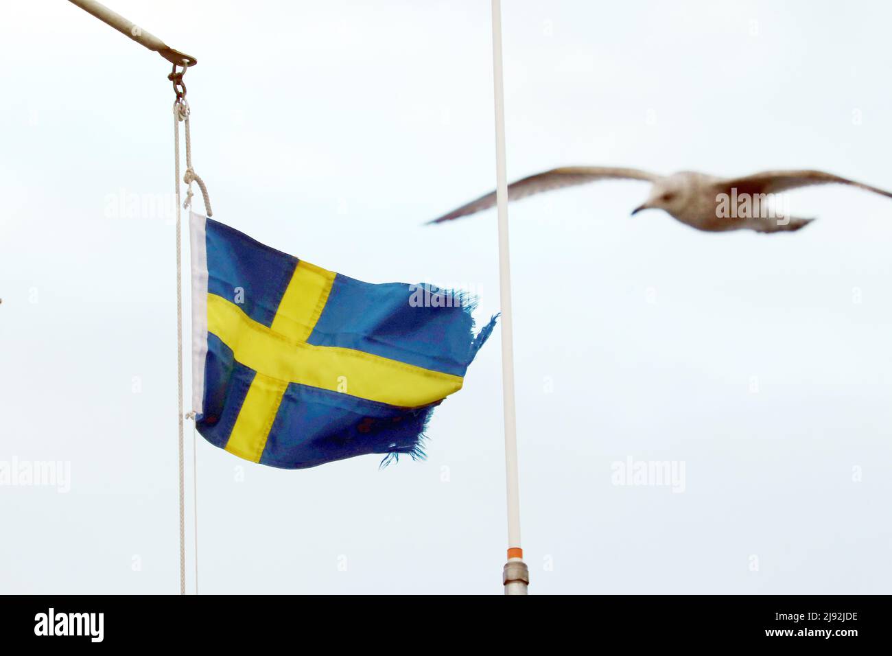 04.01.2022, Helsingborg, Skane laen, Sweden - National flag of Sweden and Moewe. 00S220104D665CAROEX.JPG [MODEL RELEASE: NO, PROPERTY RELEASE: NO (c) Stock Photo