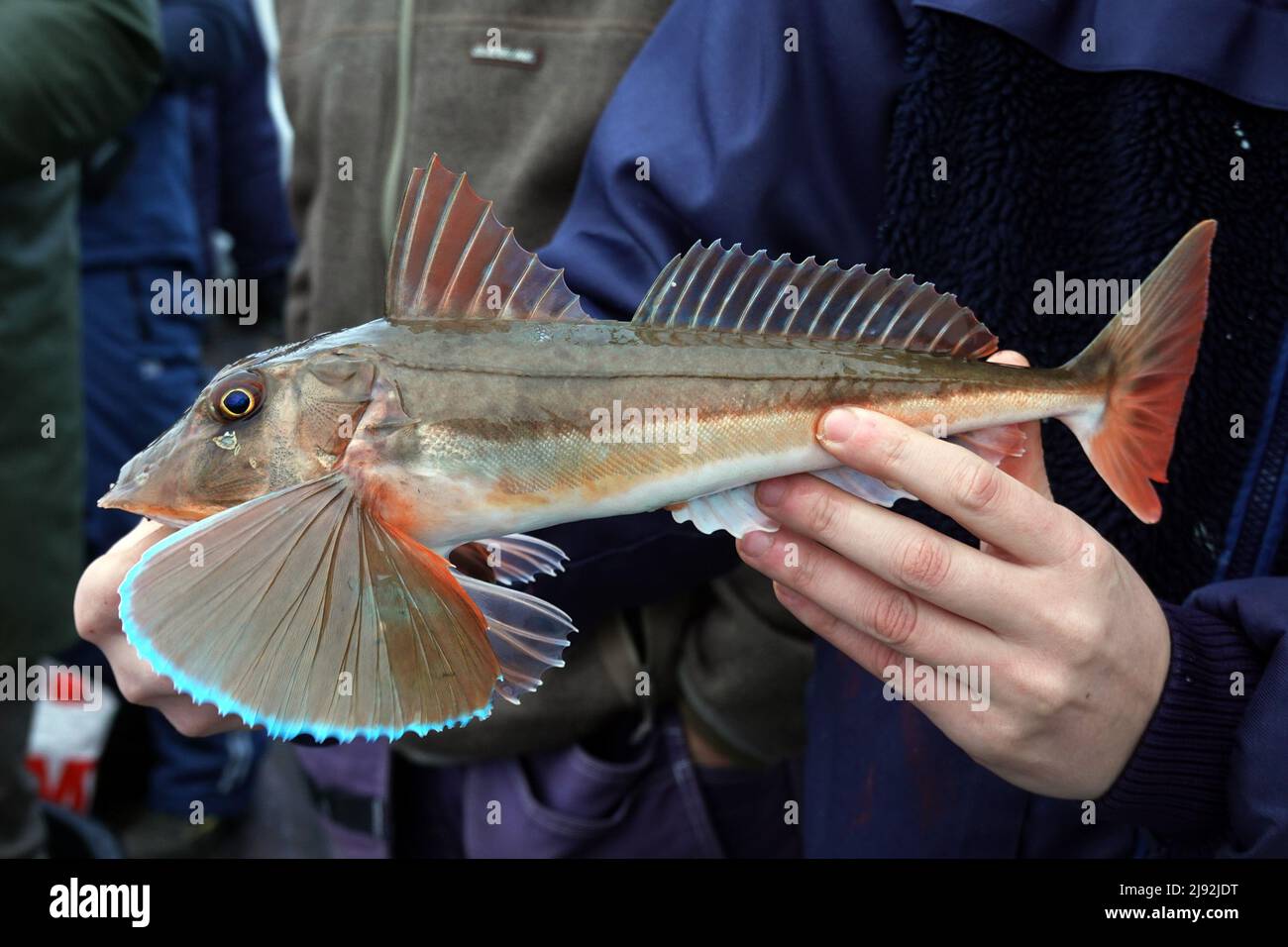 04.01.2022, Helsingborg, Skane lakes, Sweden - Red gurnard in the hand of an angler. 00S220104D160CAROEX.JPG [MODEL RELEASE: NO, PROPERTY RELEASE: NO Stock Photo