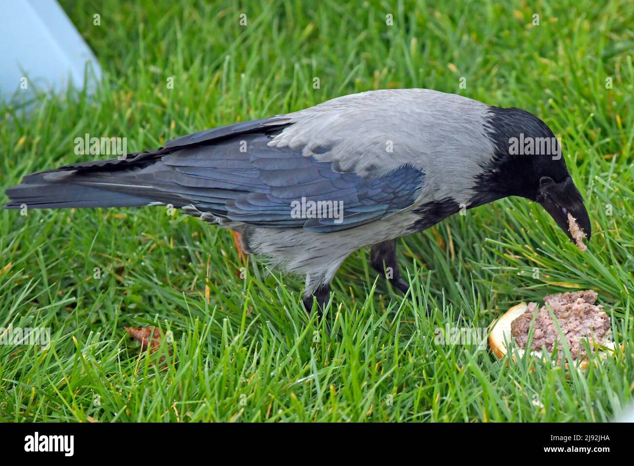 06.02.2022, Leopardstown, Dublin, Ireland - Fog crow eats a piece of bread with liver sausage. 00S220206D269CAROEX.JPG [MODEL RELEASE: NO, PROPERTY RE Stock Photo