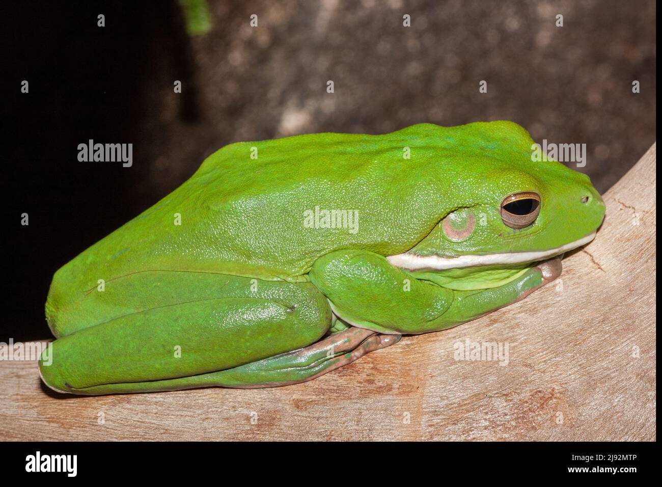 Australian Whitelipped Tree Frog (Litoria infrafrenata Stock Photo Alamy