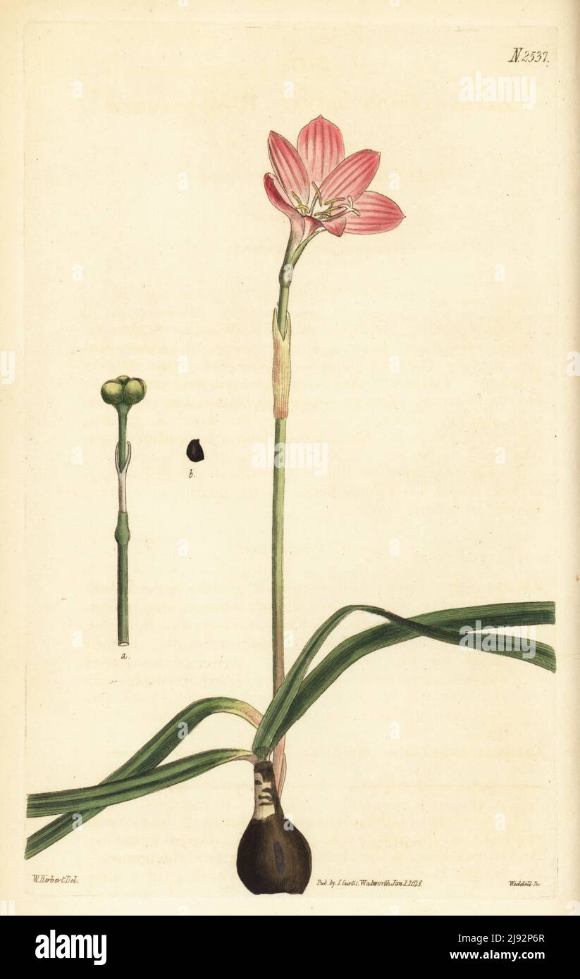 Cuban zephyrlily, rosy rain lily, rose fairy lily, rose zephyr lily, pink rain lily, or rose-coloured zephyranthes, Zephyranthes rosea. Native to Peru and Columbia, bulbs sent from George Don in Havana. Handcoloured copperplate engraving by Weddell after a botanical illustration by William Herbert from William Curtis's Botanical Magazine, Samuel Curtis, London, 1825. Stock Photo