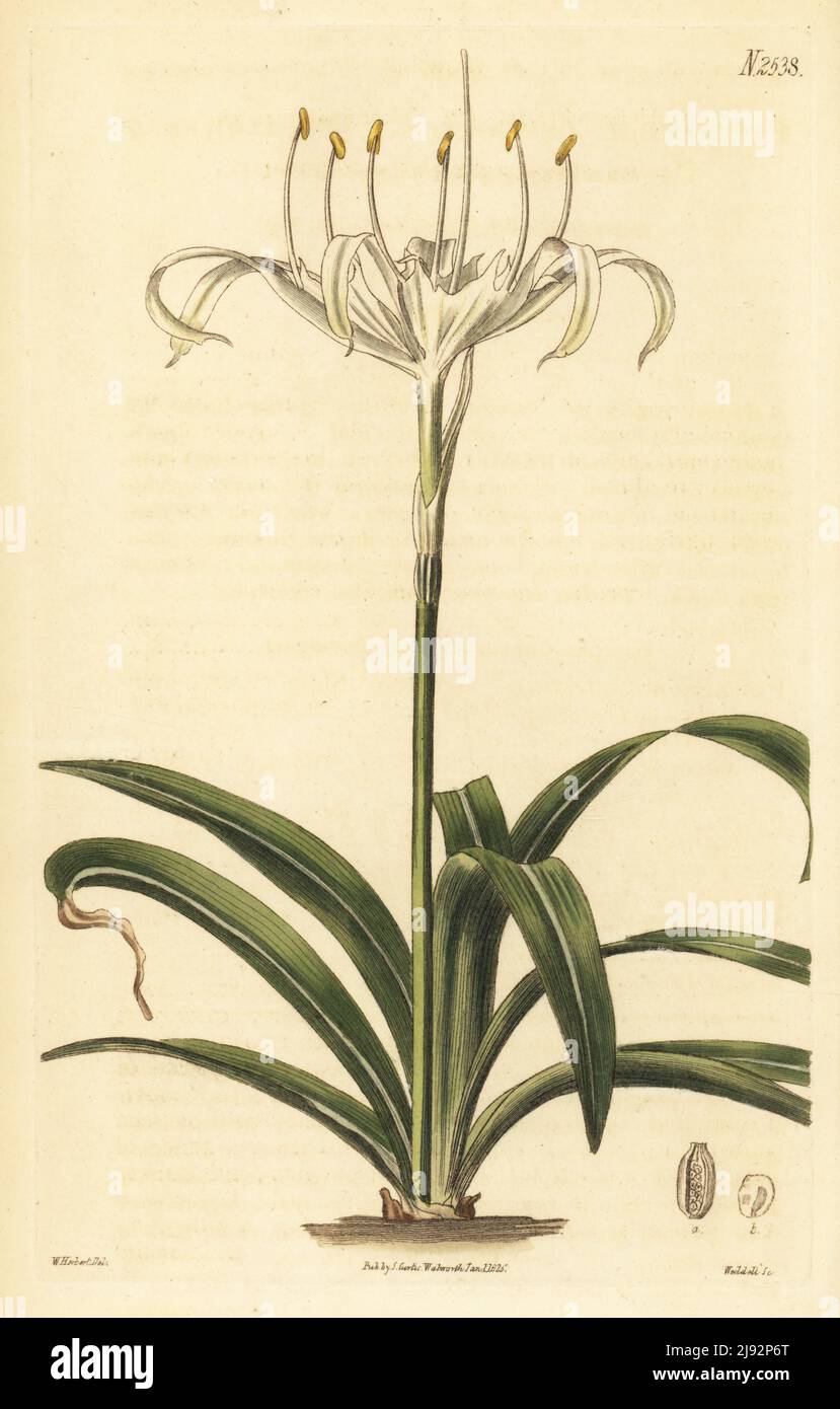 Rain flower, One-flowered pancratium or sea-daffodil, Pancratium zeylanicum. Native to Ceylon, Sri Lanka, India, drawn at the stove at Spofforth. Handcoloured copperplate engraving by Weddell after a botanical illustration by William Herbert from William Curtis's Botanical Magazine, Samuel Curtis, London, 1825. Stock Photo