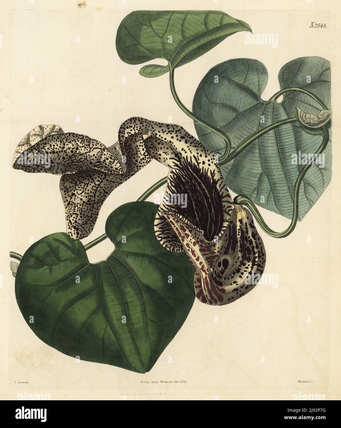 Aristolochia cymbifera. Marcgrave's birthwort, Aristolochia labiosa. Native of Brazil, introduced to Kew Gardens by the king's collectors Allan Cunningham and James Bowie. Drawn at Count de Vandes' gardens at Bayswater. Handcoloured copperplate engraving by Weddell after a botanical illustration by John Curtis from William Curtis's Botanical Magazine, Samuel Curtis, London, 1825. Stock Photo