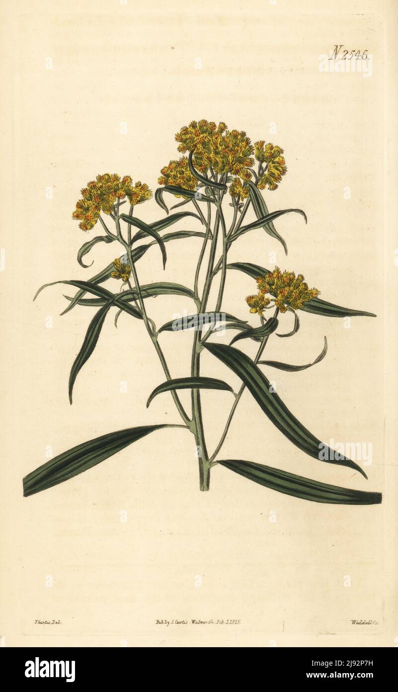 Grass-leaved goldenrod or flat-top goldentop, Euthamia graminifolia. Tarragon-leaved golden-rod, Solidago lanceolata. Native to Canada, plant provided by Reginald Whitley of Fulham nursery. Handcoloured copperplate engraving by Weddell after a botanical illustration by John Curtis from William Curtis's Botanical Magazine, Samuel Curtis, London, 1825. Stock Photo