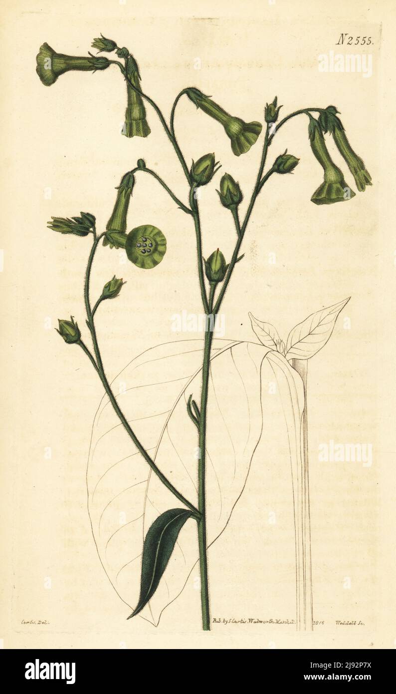 Langsdorff's tobacco, Nicotiana langsdorffii. Native of Brazil, raised from seeds sent by Mr. Langsdorff at Rio de Janeiro. Plant provided by William Anderson at the Chelsea Botanic Gardens.. Handcoloured copperplate engraving by Weddell after a botanical illustration by John Curtis from William Curtis's Botanical Magazine, Samuel Curtis, London, 1825. Stock Photo