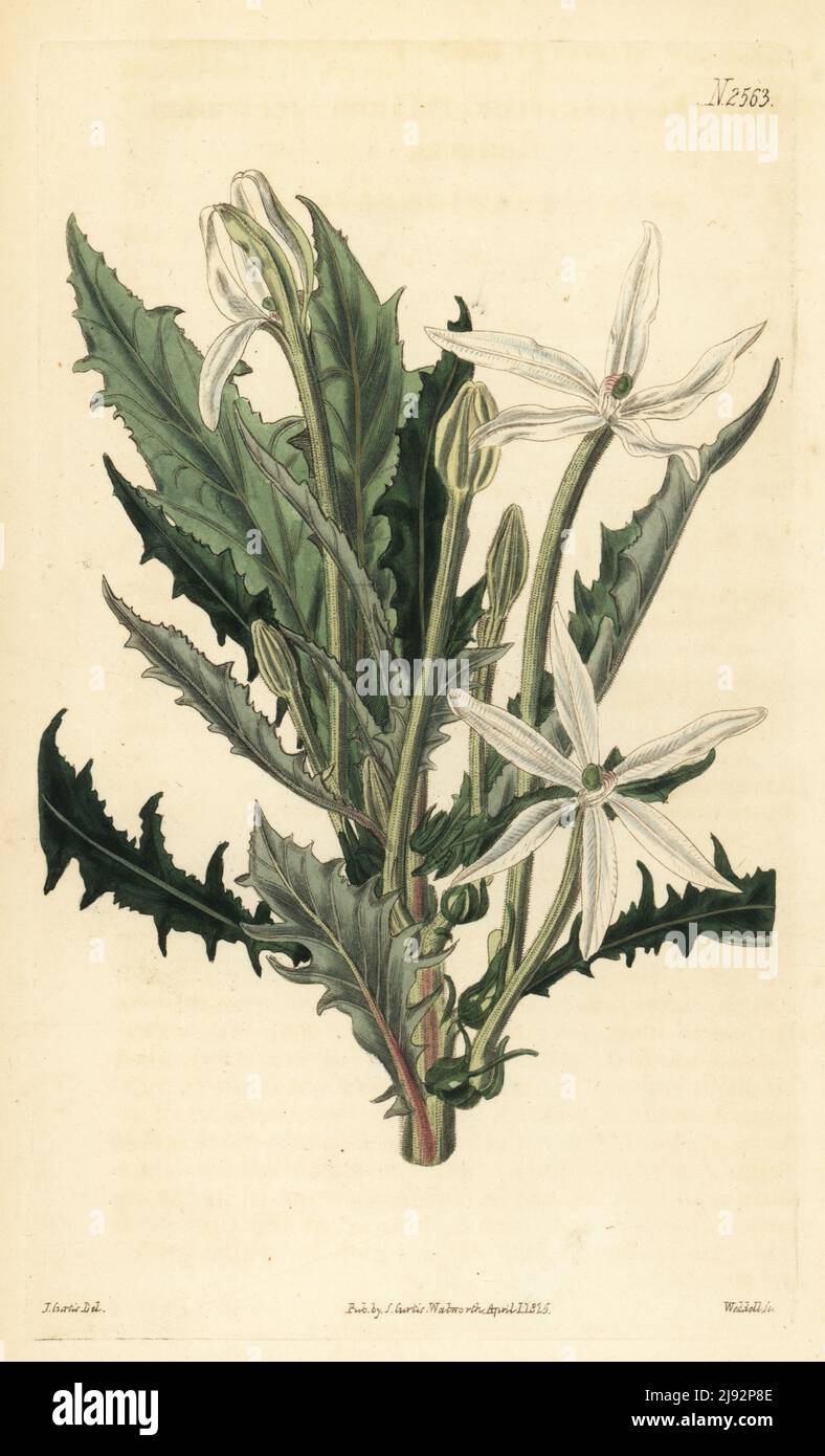 Star of Bethlehem or madamfate, Hippobroma longiflora. Long-flowered lobelia, Lobelia longiflora. Native of Jamaica and the West Indies, provided by Thomas C. Palmer of Bromley, Kent. Handcoloured copperplate engraving by Weddell after a botanical illustration by John Curtis from William Curtis's Botanical Magazine, Samuel Curtis, London, 1825. Stock Photo
