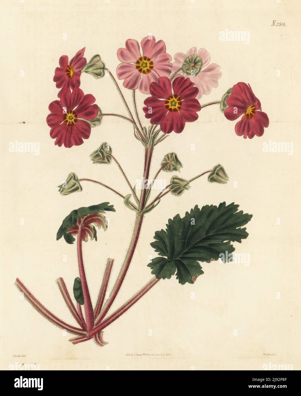 Chinese primrose or cáng bào chūn, Primula sinensis. Native of China, drawn from a plant provided by Joseph Knight of the Exotic Nursery, King's Road, Chelsea. Handcoloured copperplate engraving by Weddell after a botanical illustration by John Curtis from William Curtis's Botanical Magazine, Samuel Curtis, London, 1825. Stock Photo