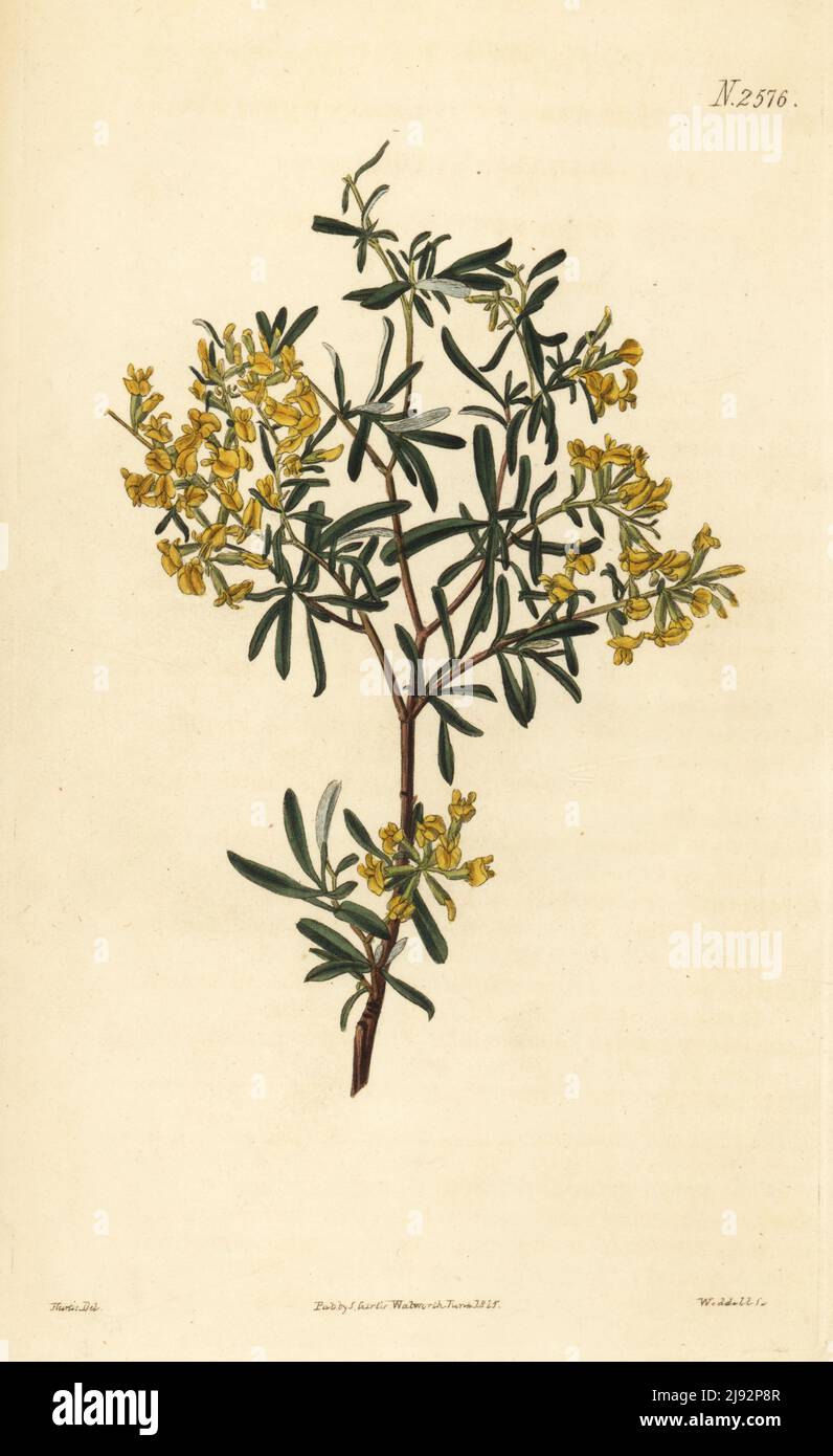 Lavender-leaved anthyllis or lavender-leaved kidney-vetch, Anthyllis hermanniae. Native of the Levant, Greece, Corsica, etc., sent by Philip Barker Webb from his collection at Godalming. Handcoloured copperplate engraving by Weddell after a botanical illustration by John Curtis from William Curtis's Botanical Magazine, Samuel Curtis, London, 1825. Stock Photo