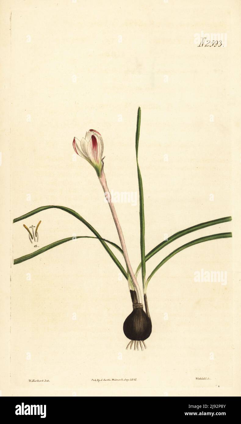 Pink rain lily, Zephyranthes minuta. Striped zephyranthes, Zephyranthes striata. Native to Mexico and Guatemala, imported by Mr Bullock, drawn at James Charles Tate's Nursery and Botanic Garden in Sloane Street, Chelsea. Handcoloured copperplate engraving by Weddell after a botanical illustration by William Herbert from William Curtis's Botanical Magazine, Samuel Curtis, London, 1825. Stock Photo