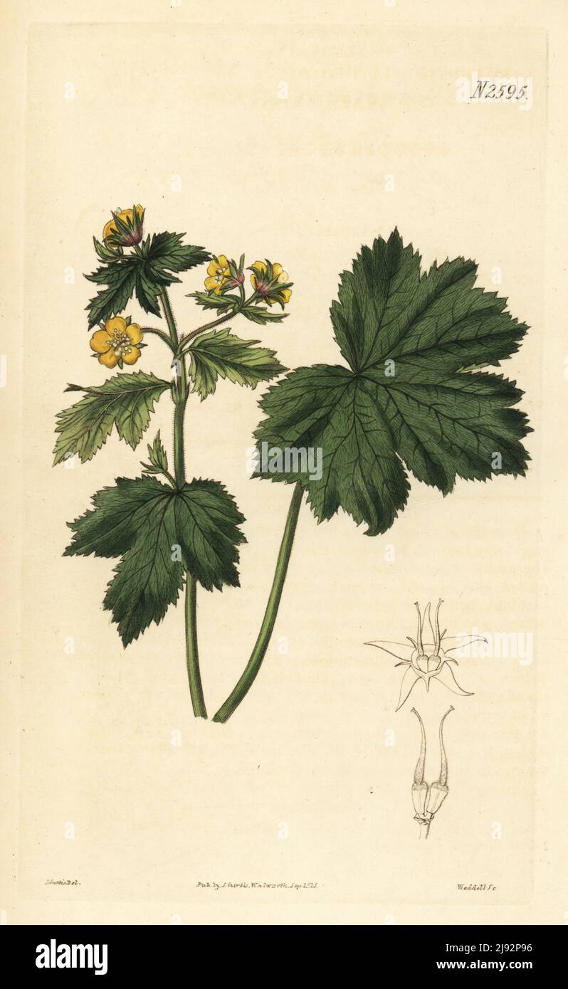 Barren strawberry or avens-like waldsteinia, Waldsteinia geoides.  Native of Europe, drawn at the Nathaniel Hodson's Botanic Garden, Bury St. Edmunds. Handcoloured copperplate engraving by Weddell after a botanical illustration by John Curtis from William Curtis's Botanical Magazine, Samuel Curtis, London, 1825. Stock Photo