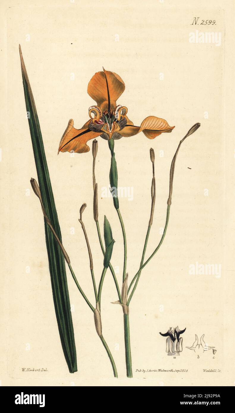 Tiger flower, Cypella herbertii. Mr. George Herbert's tiger-flower, Tigridia herberti. Native to Argentina, flowered for the first time in Europe at Rev. George Herbert's conservatory at Burghclere. Handcoloured copperplate engraving by Weddell after a botanical illustration by William Herbert from William Curtis's Botanical Magazine, Samuel Curtis, London, 1825. Stock Photo