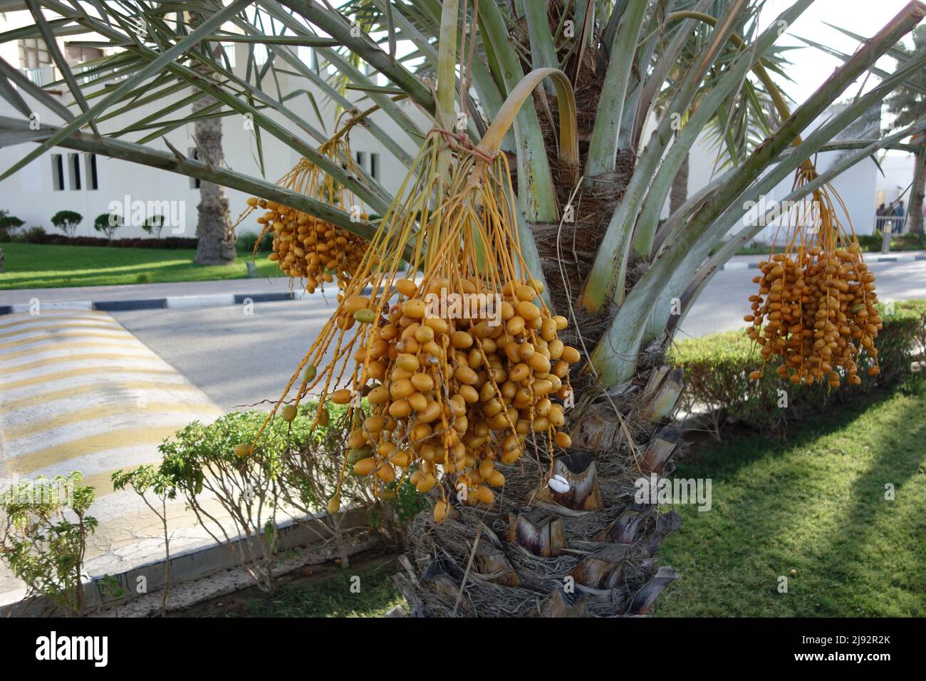 Dates are a tradional snack especially during ramadan and fasting Stock