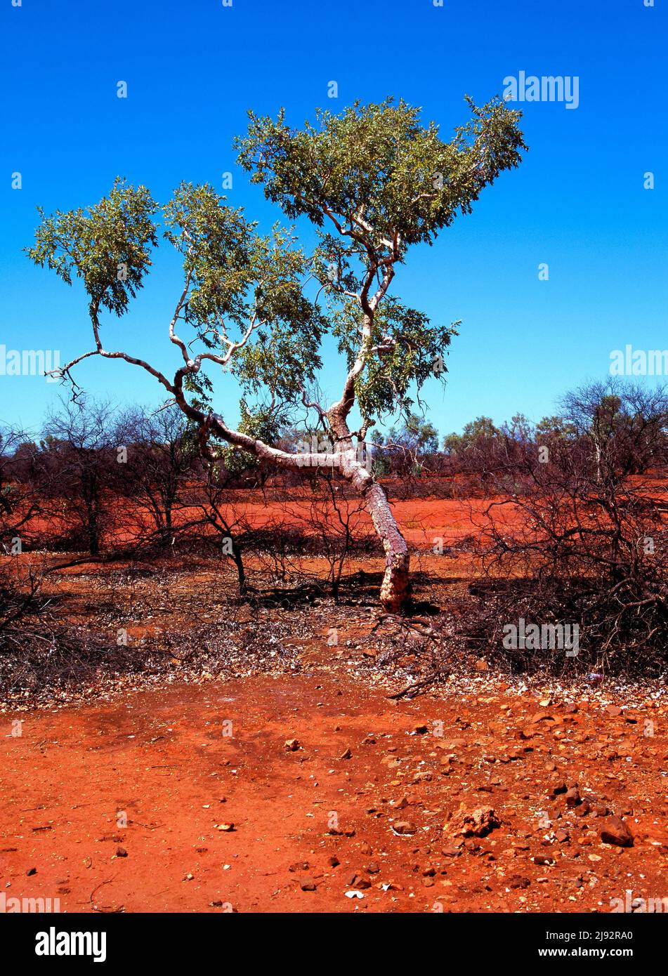 Eucalyptus Snappy Gum Tree, Karijini National Park, Pilbara, Northwest Australia Stock Photo