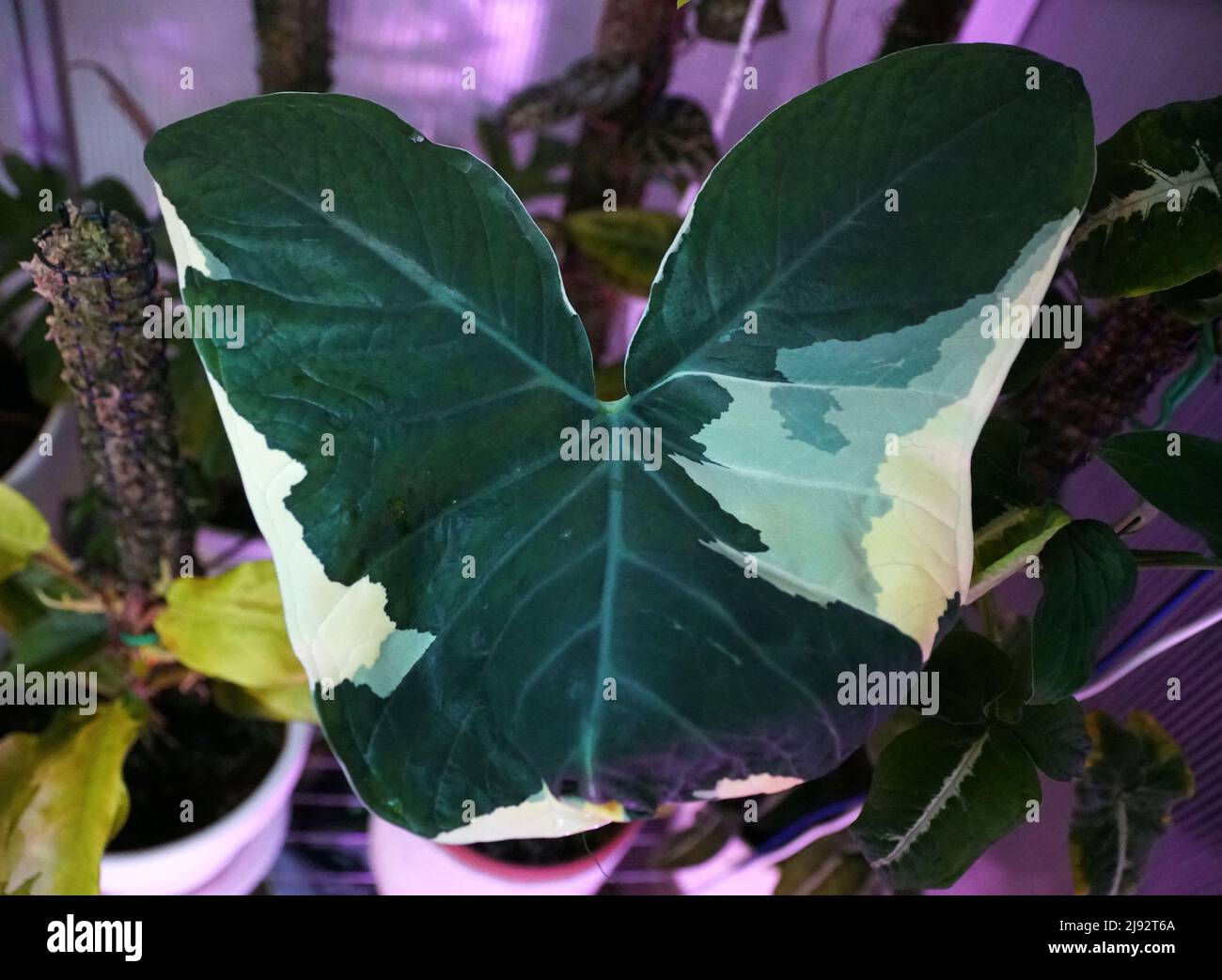 Beautiful white and green variegated leaf of Alocasia Xanthosoma Stock Photo