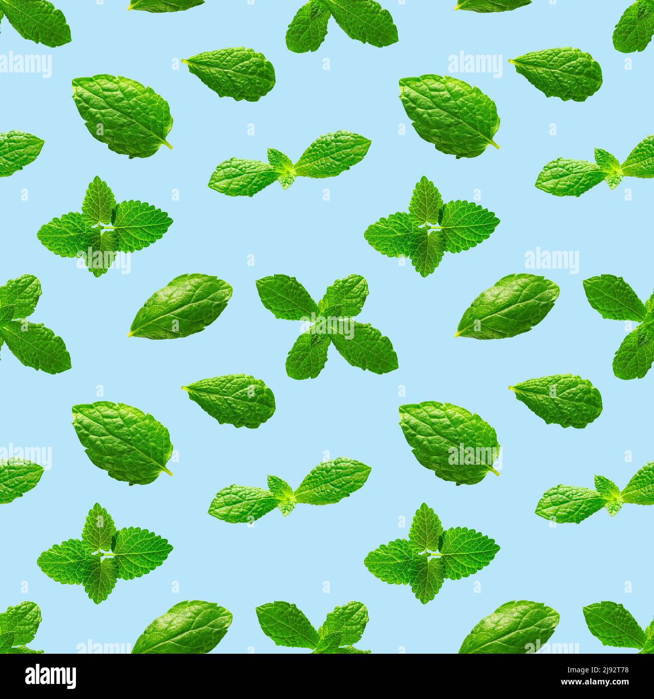 Seamless pattern of fresh mint leaves on blue background Stock Photo ...
