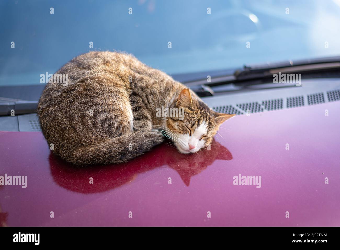 Tabby cat peacefully relaxing on the warm car's hood. Selective focus. Stock Photo