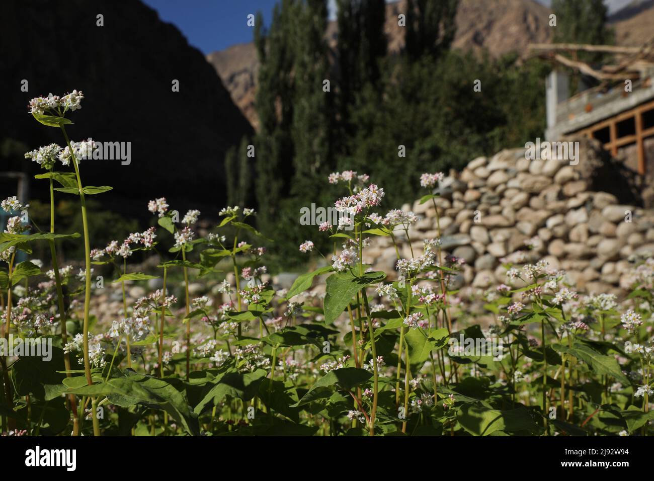 An open field of buckwheat plantation in Turtuk village of Leh district