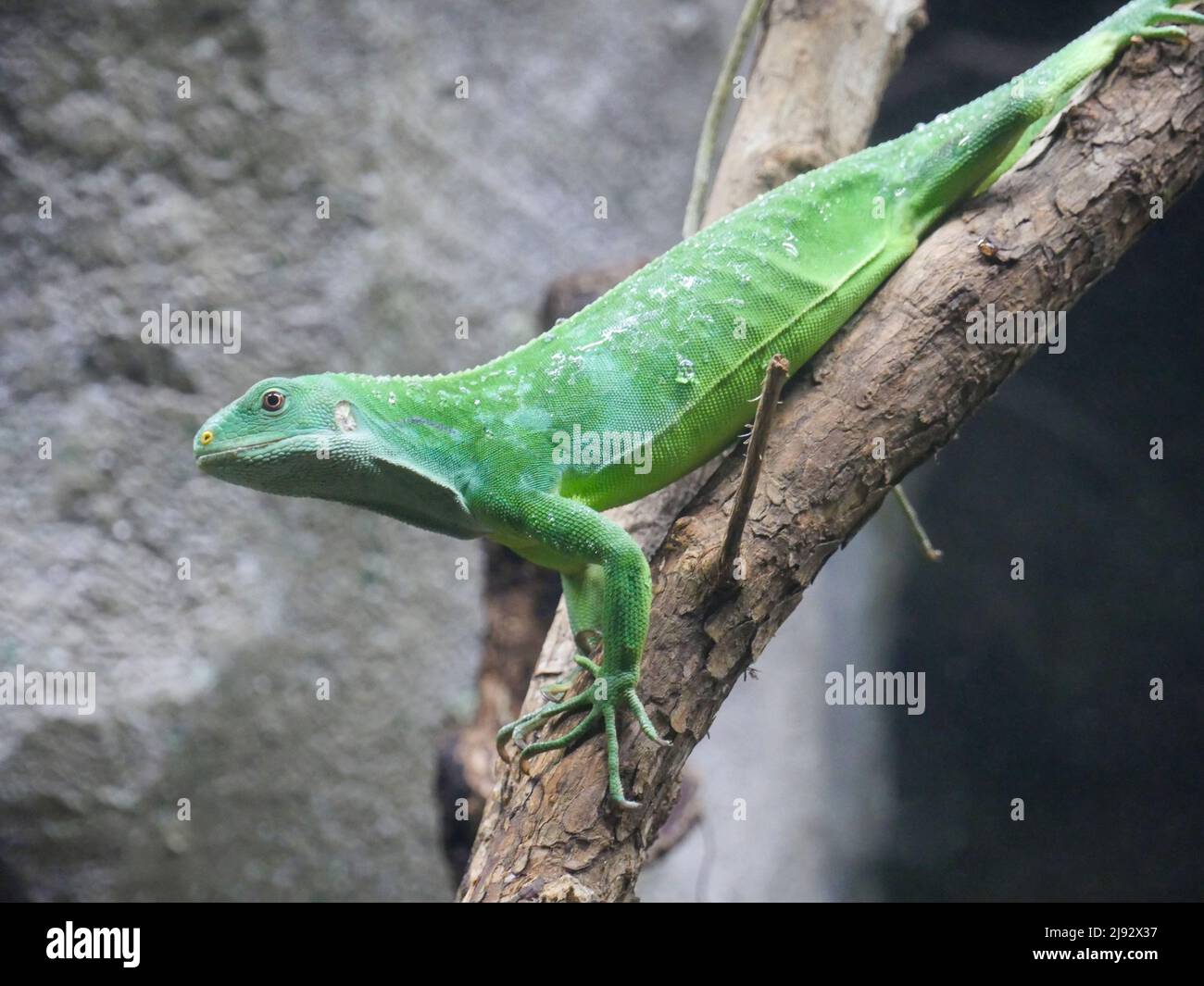 Green lizard on tree branch Stock Photo