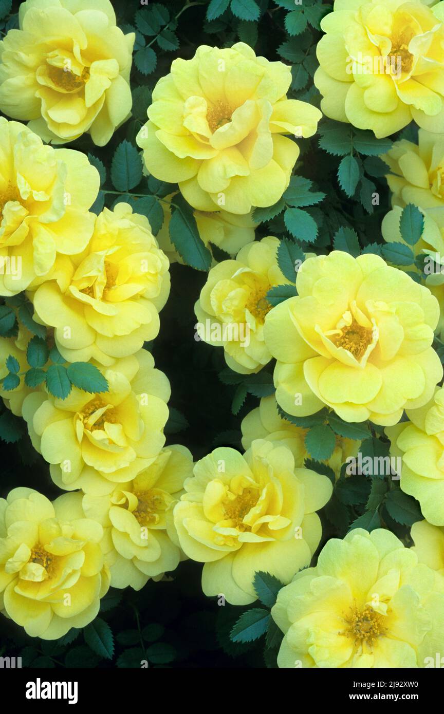 Rose bush and yellow roses hi-res stock photography and images - Alamy