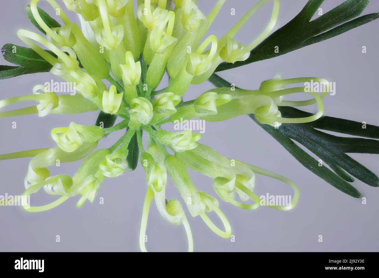 Grevillea Lemon Supreme (Grevillea thelemanniana x Grevillea olivacea