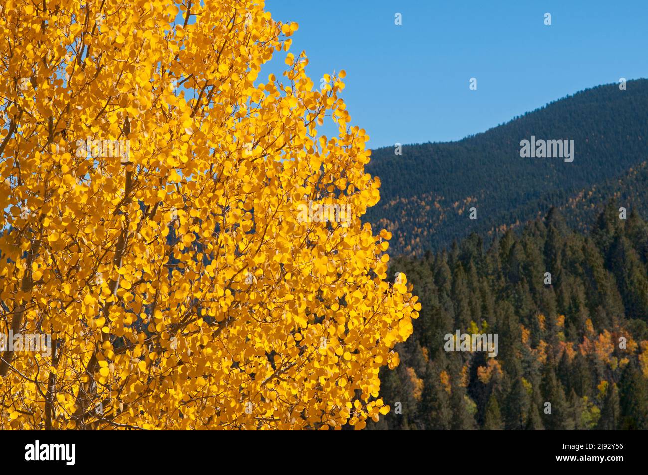 An autumn aspen tree in the Rocky Mountains of Colorado. Stock Photo