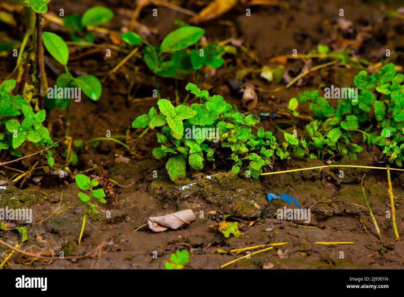 green leaves in the garden Stock Photo - Alamy