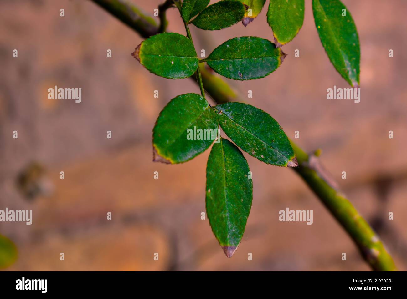green leaves in the garden Stock Photo - Alamy