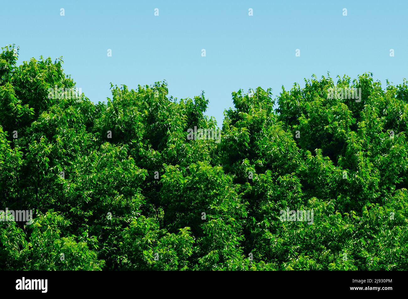 Trees Stock Photo