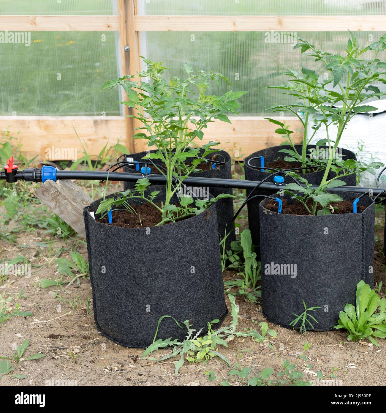 greenhouse with tomato plants growing in fabric pots and drip